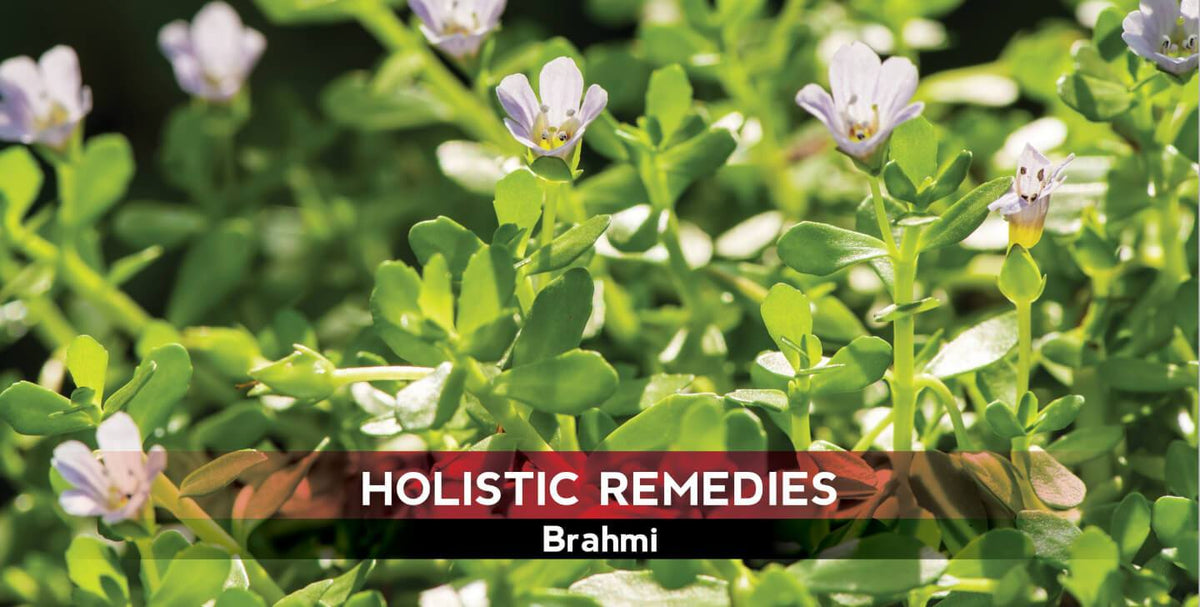 Brahmi: The Brain Protector