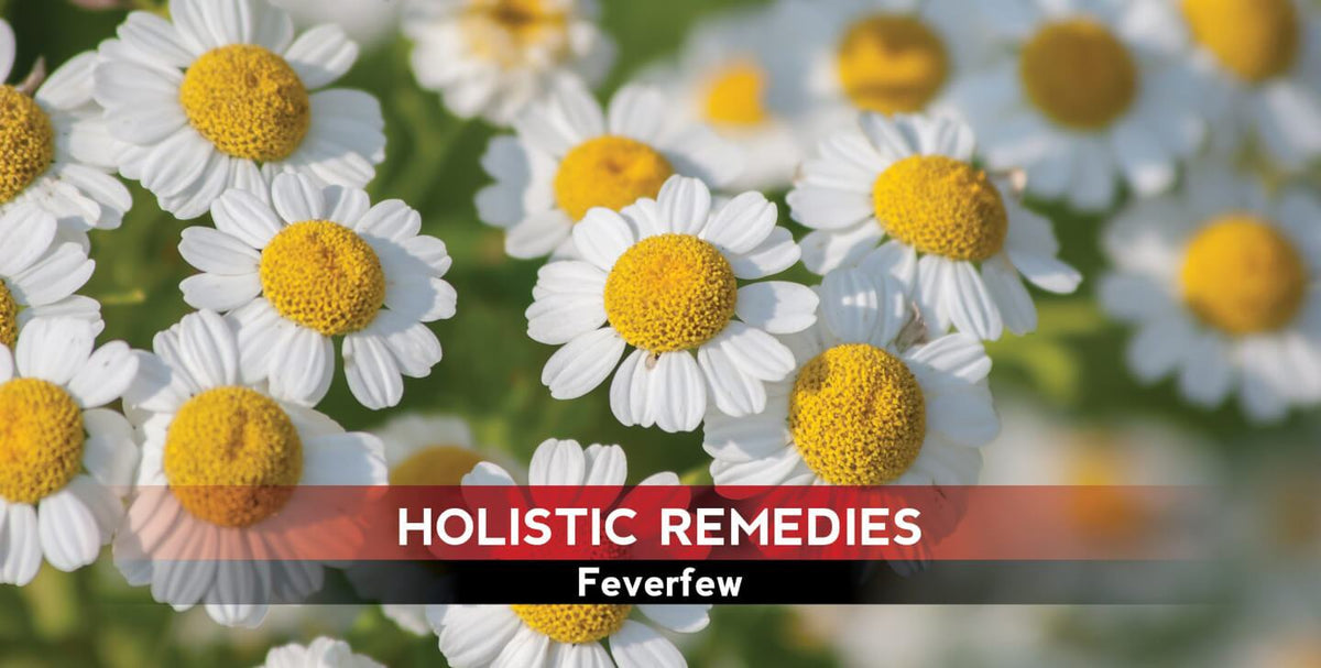 Feverfew: The Migraine Miracle