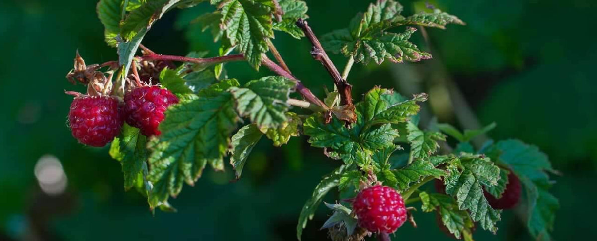 Raspberries: Rooted in Medicine