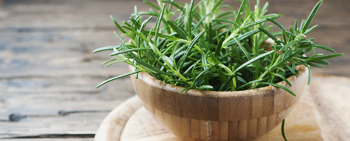 The Healing Power of Rosemary: Cognitive and Hormonal Benefits