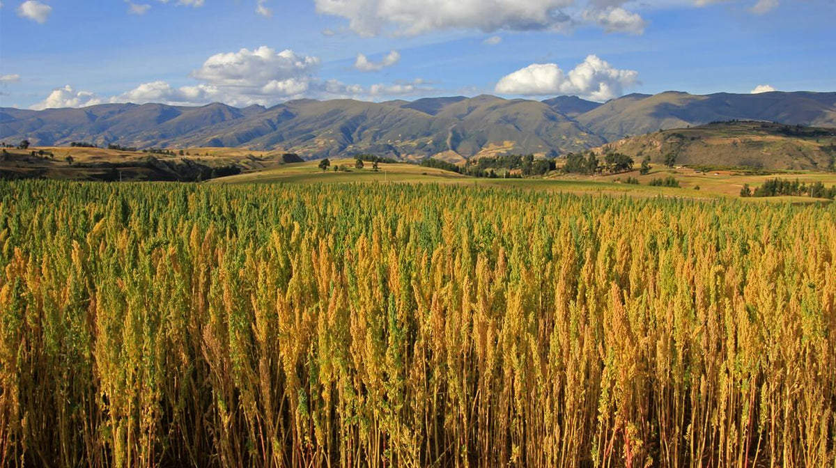 Quinoa Nutrition: A Plant-Based Powerhouse