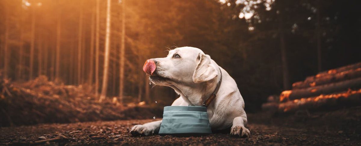 5 Easily Missed Signs Your Dog Has Heat Stroke