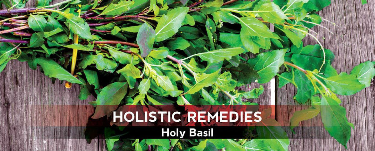 Holy Basil Health Benefits: The Immune Booster