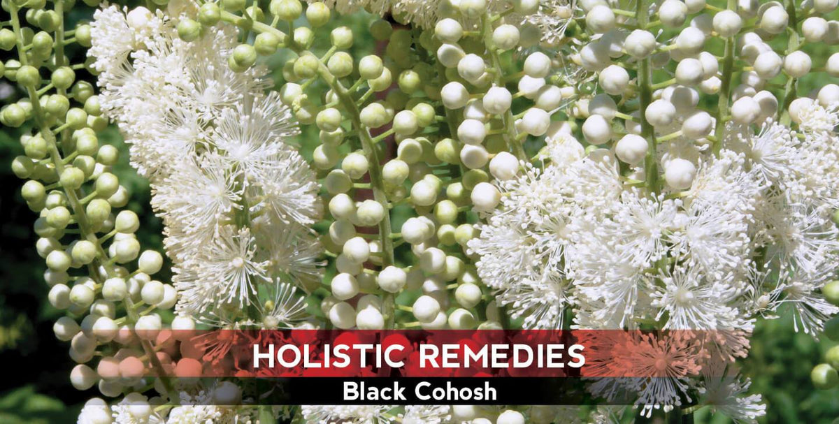 Black Cohosh: The Menopause Reliever