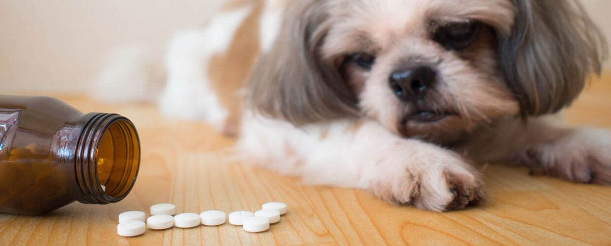The One Thing You Should Feed Your Pet for Better Overall Health