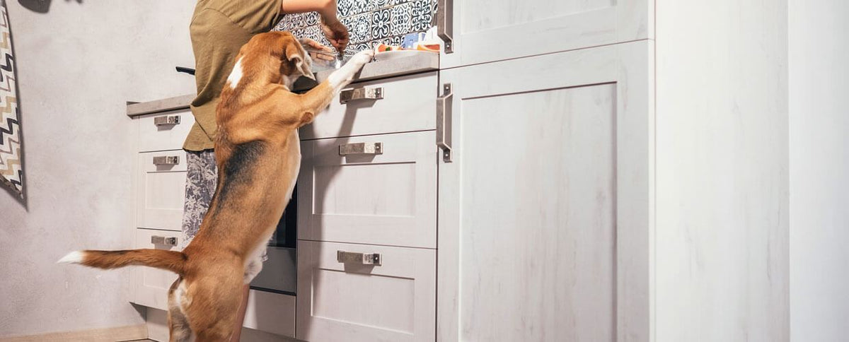 3 Tastiest Mix-It Meal Recipes for Your Spartan Pup