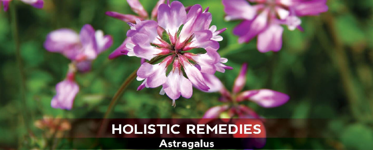 Astragalus: The Eastern Immune-Booster