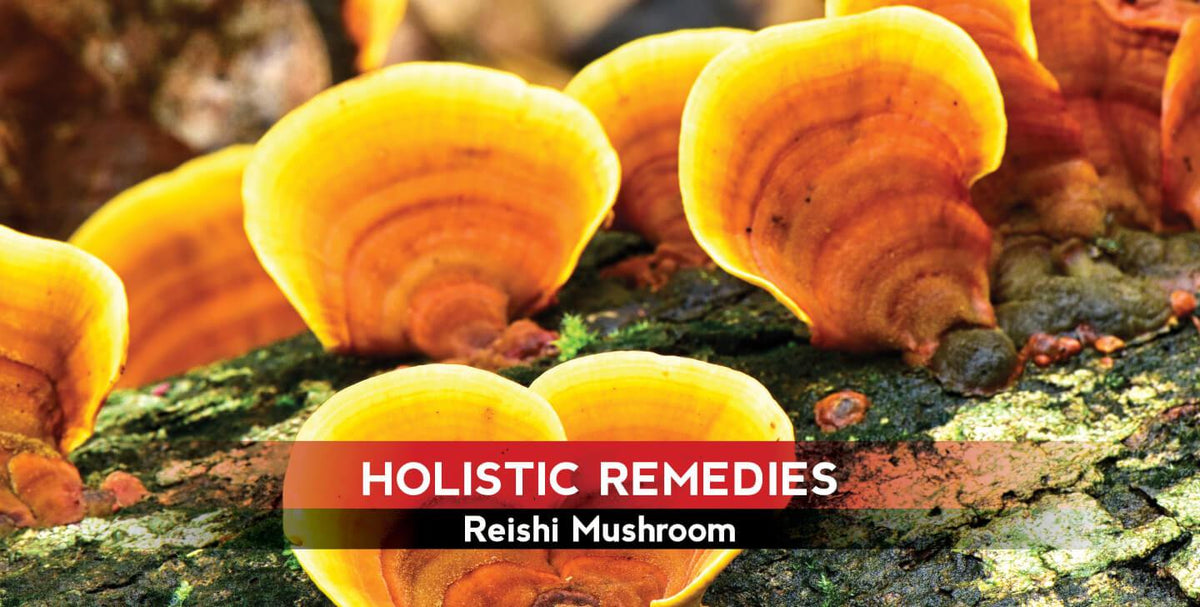 Reishi Mushroom: The Heart-Helping Fungus