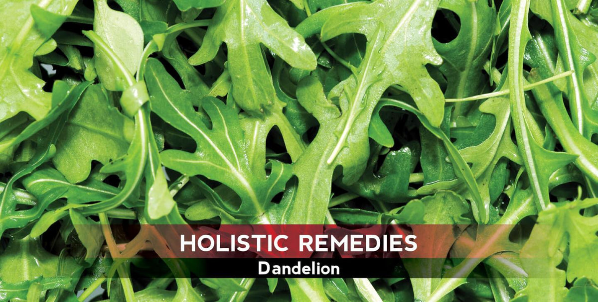 Dandelion: The Multitasking Super-Weed
