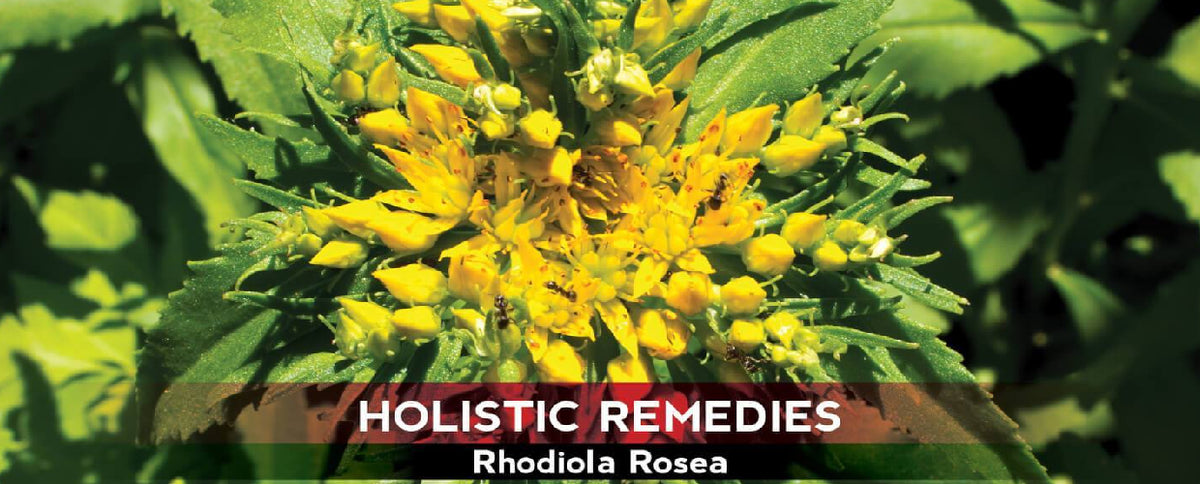 Rhodiola Rosea: The Fatigue-Fighter